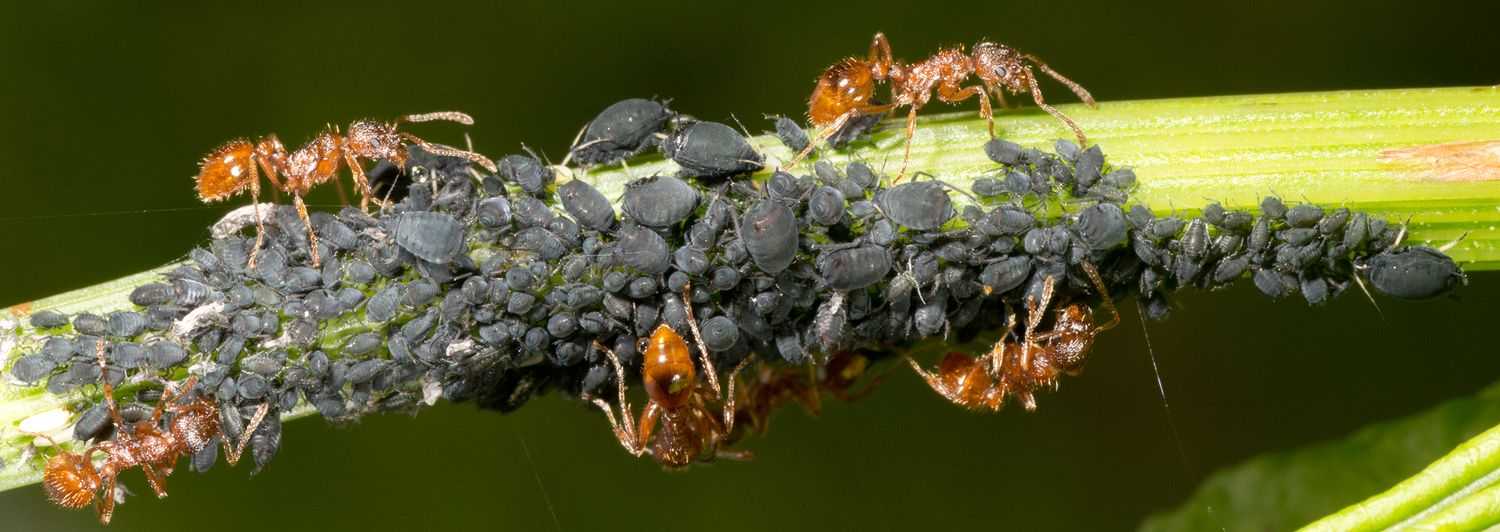 В чем вред муравьев на грядках