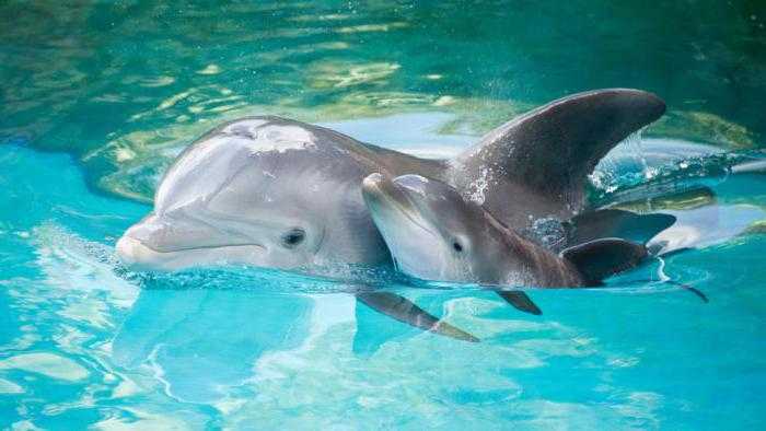 Сколько живут дельфины на воле и в неволе?