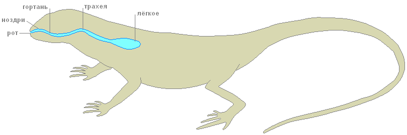 Дыхательная система пресмыкающихся схема