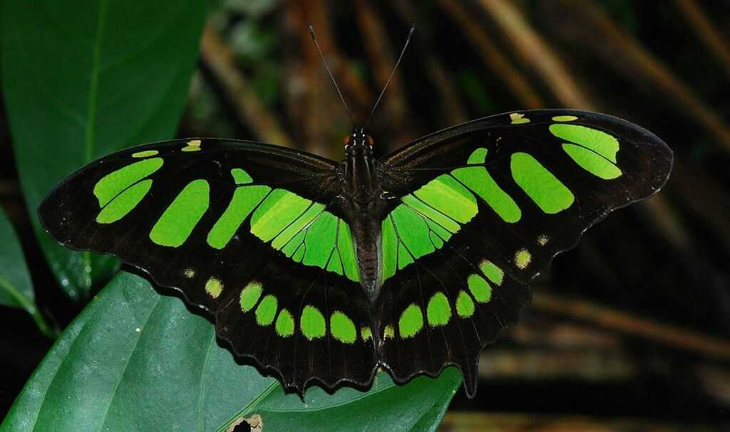 Желто зеленая бабочка
