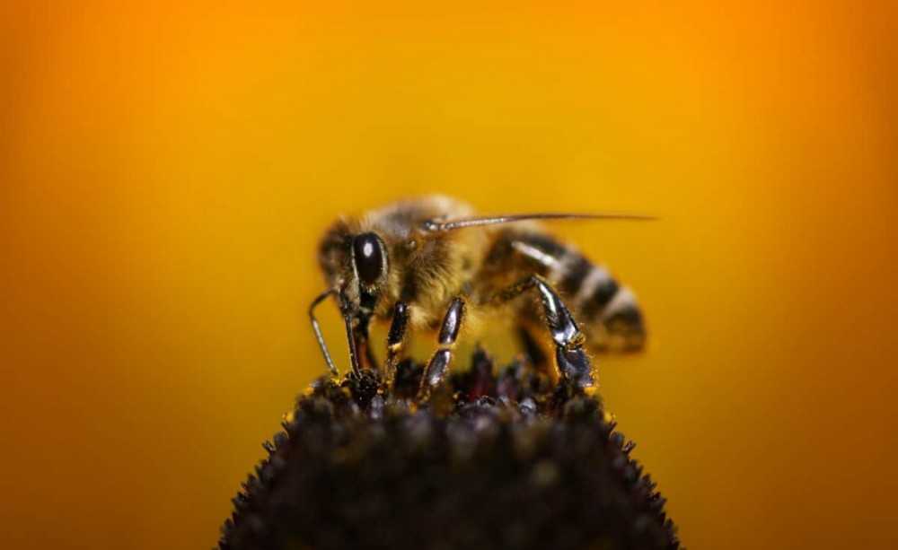 Трутни пчелы — кто это, внешний вид, роль в пчелиной семье