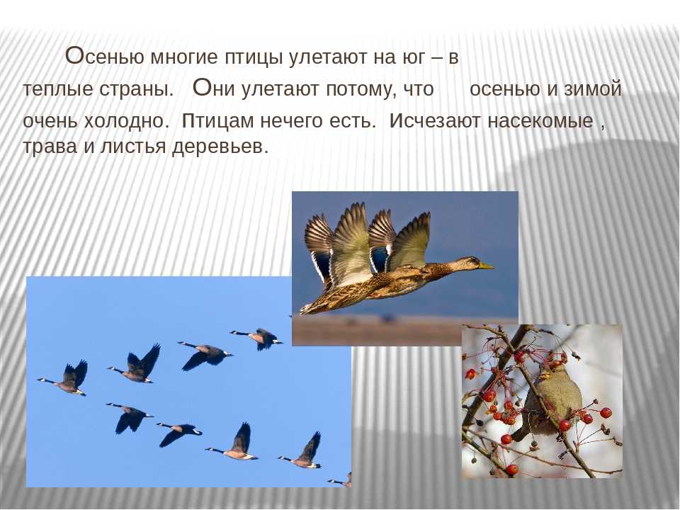 67 перелетных птиц россии: полный список с названиями и фото