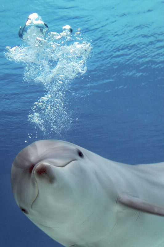 Как размножаются дельфины, где живут и к какой группе животных относятся