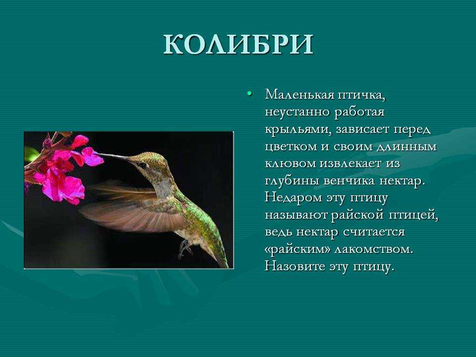 Колибри – описание, виды, где обитает, чем питается, фото