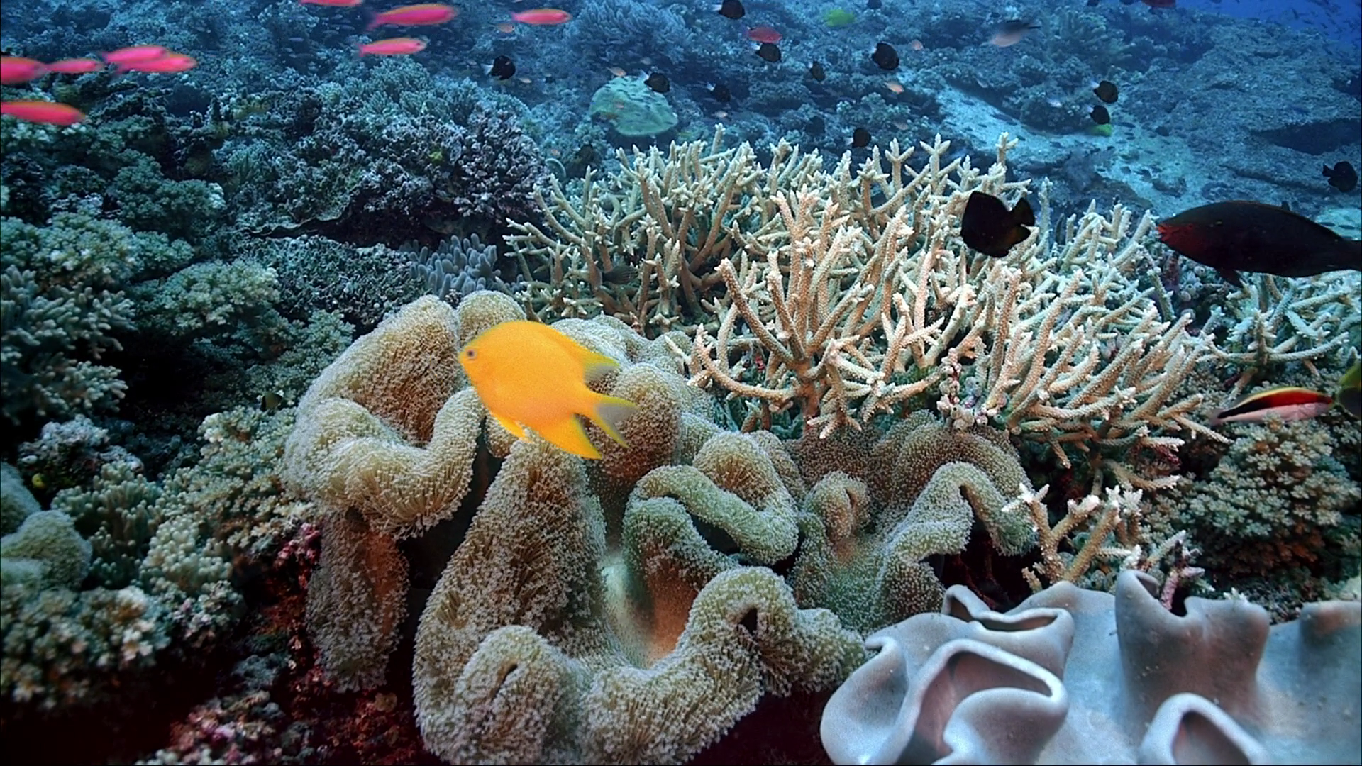 Почему коралловые рифы важны для человечества и как их спасти от гибели?
