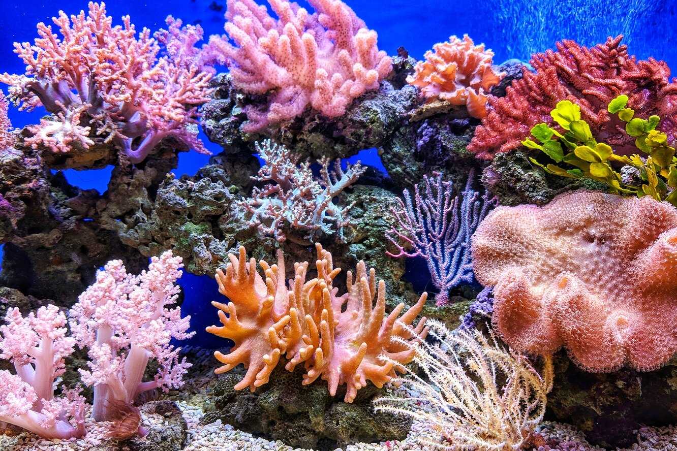 Искусственный коралл может спасти большой барьерный риф - hi-news.ru