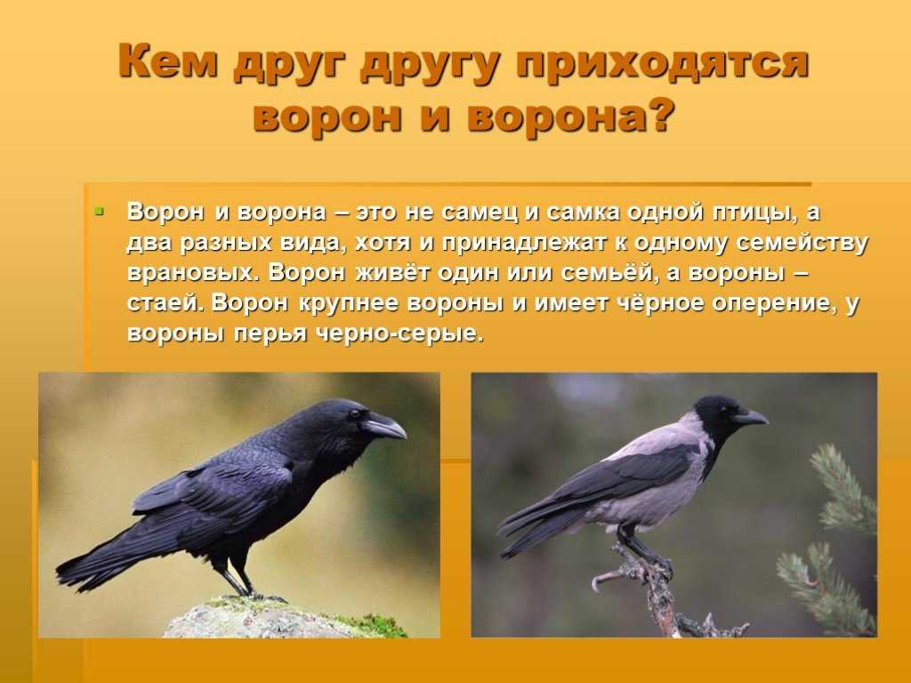 Сравнение птиц 3 класс. Птицы вороны самки и самцы. Ворон и ворона. Ворон и ворона это разные птицы. Ворон и ворона это разные птицы или нет.
