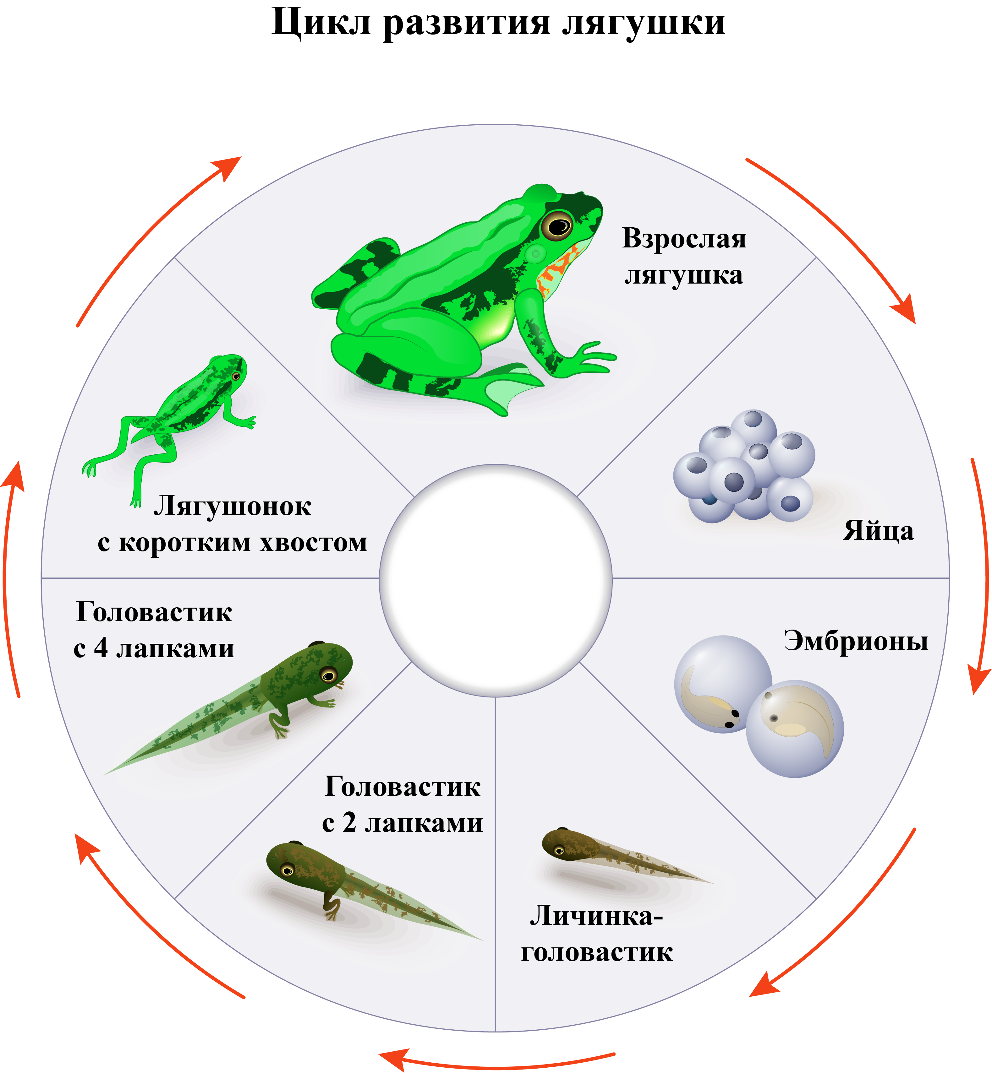 Цикл развития Озерной лягушки. Стадии жизненного цикла лягушки. Цикл развития лягушки схема. Цикл развития лягушки 3 класс.