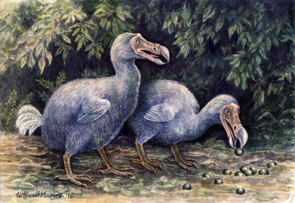 История о птице додо из рода фениксов. великое падение dodo is