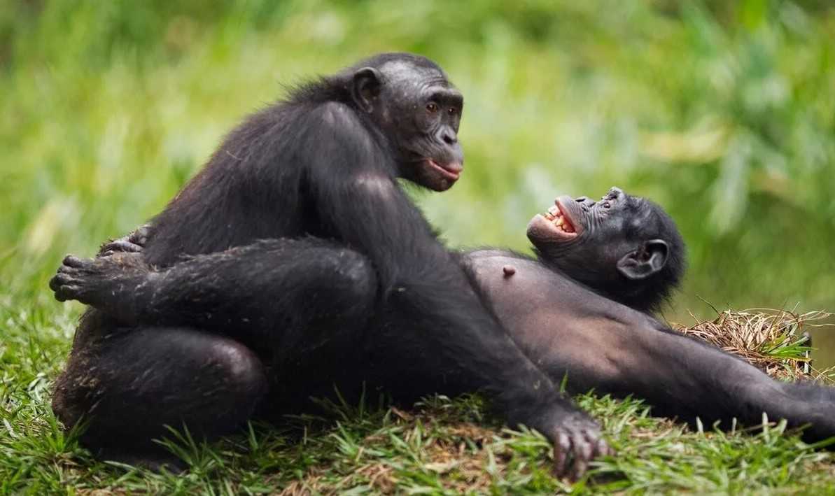 Самка бонобо