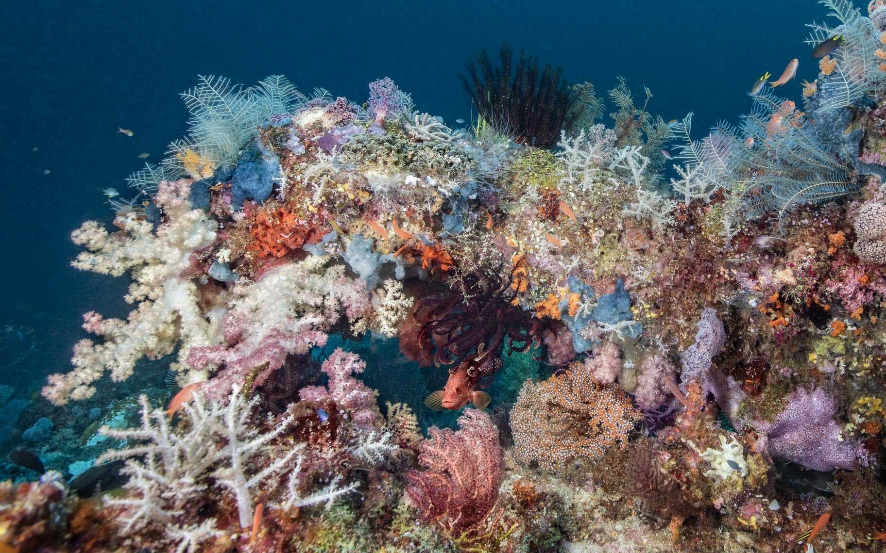 Коралловые рифы: виды, роль, экологические проблемы и защита