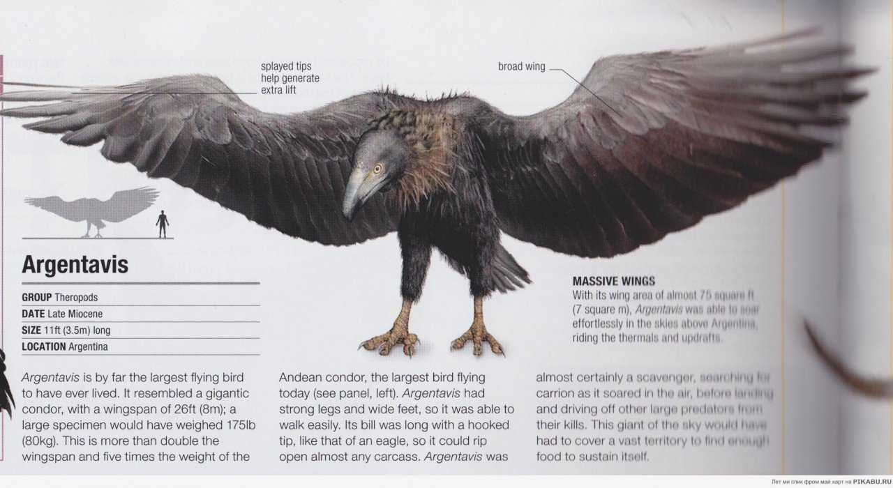Топ-10 самых высоко летающих птиц в мире от редакции geekometr