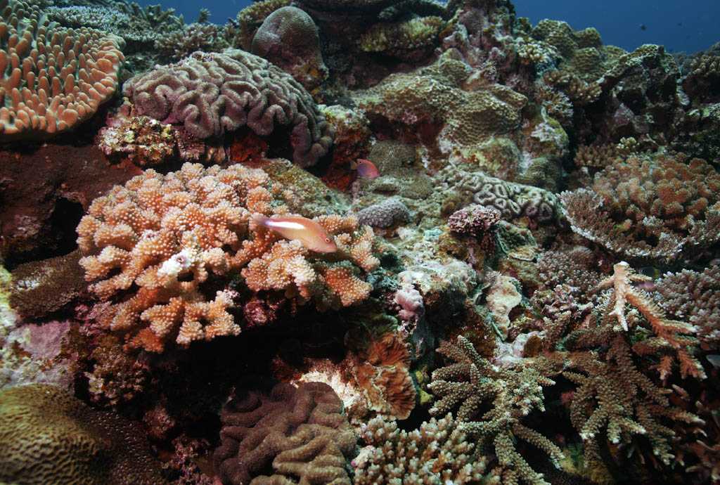 Искусственный коралл может спасти большой барьерный риф