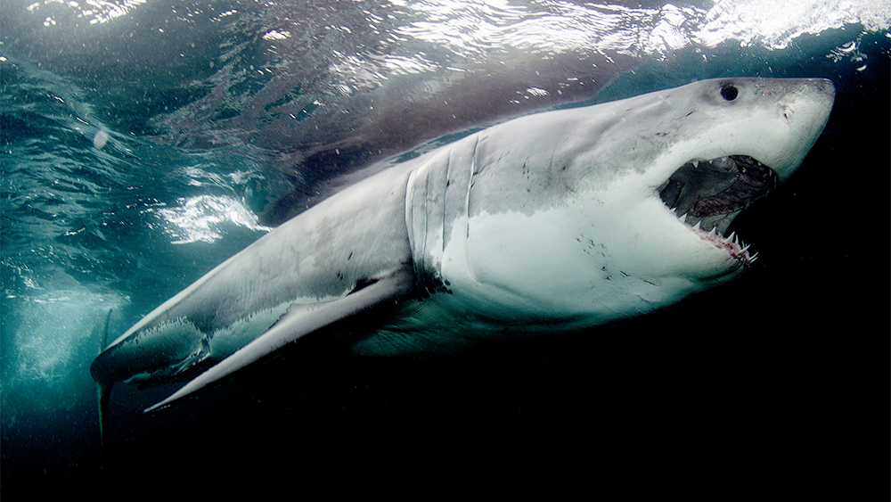 Фото зубов акулы ∞ лагуна акул