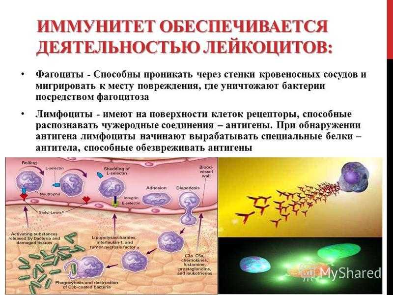 Открыта тайна иммунитета: вирусы в организме взаимодействуют с белками | новости медицины