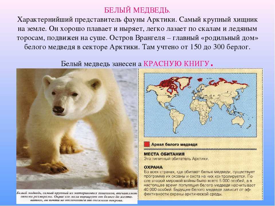 Куда бел. Белый медведь Северная Америка ареал. Ареал обитания белых медведей в России. Где обитает белый медведь. Деобитают беле мидвети.