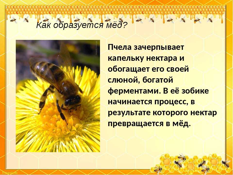 Пчелы осмии: особенности размножения и разведения