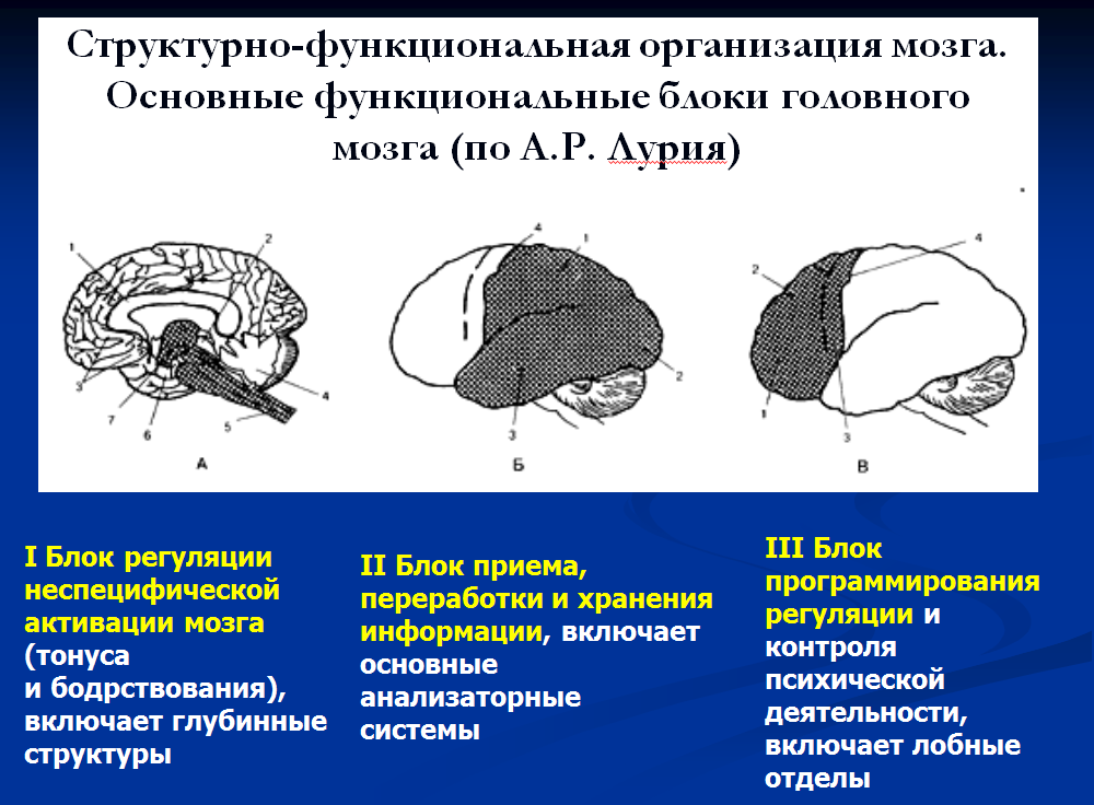 Функциональная организация движений. Структурно-функциональная модель мозга по а.р Лурии. Функциональные блоки мозга (а. р. Лурия). Функциональные блоки мозга по а.р Лурия 3 блок. Лурия второй функциональный блок головного мозга.