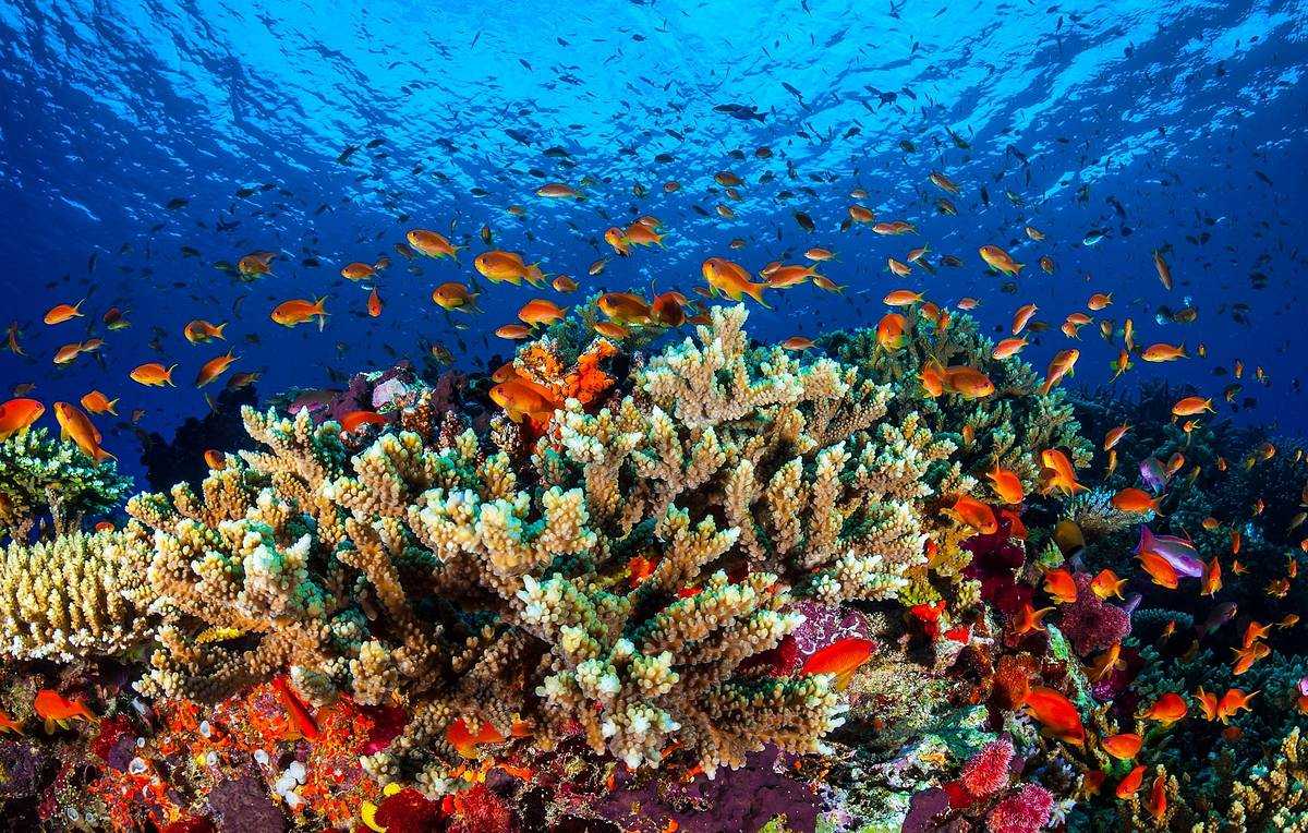 Сохранение кораллового рифа: сокровище, которое стоит сохранить