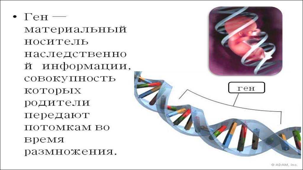 Ген и генетика. Факты о генетике. Ген для презентации. Ген это в биологии.