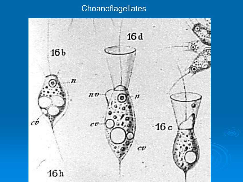 Choanoflagellata - вики