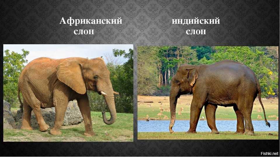 Слон животное. описание, особенности, виды, образ жизни и среда обитания слона | живность.ру