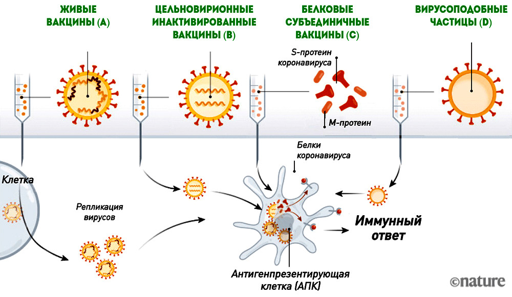 Открыта тайна иммунитета: вирусы в организме взаимодействуют с белками