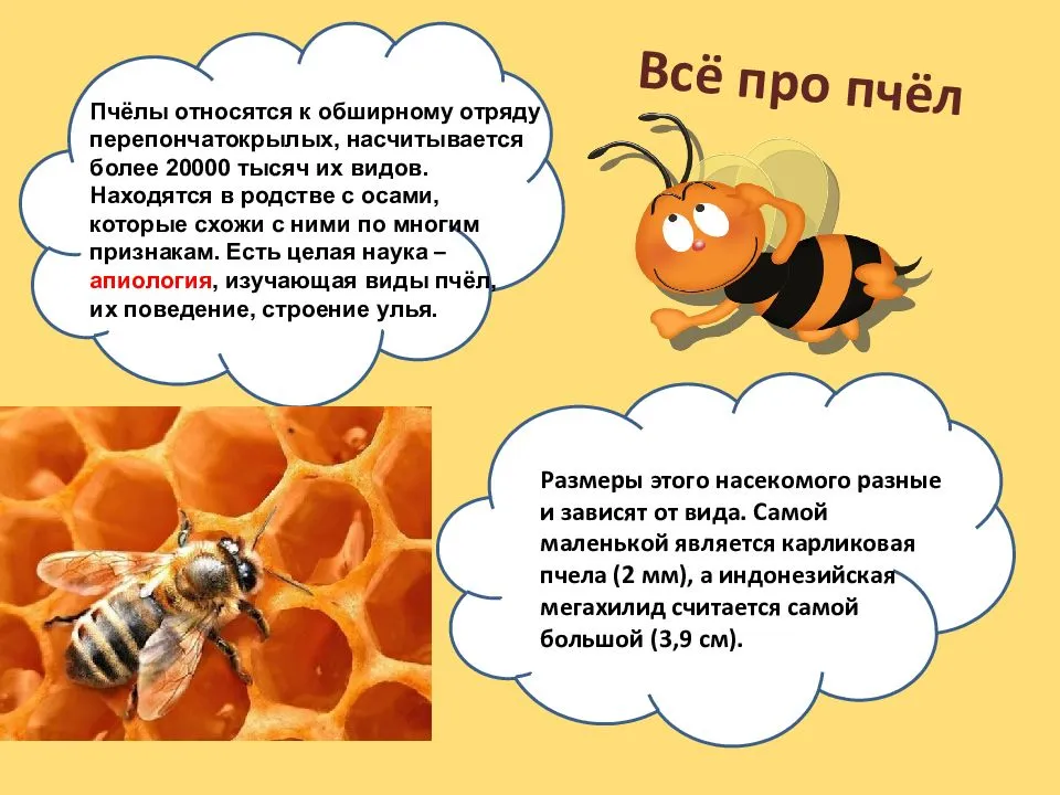 Ароматы в жизни пчёл — медовая биржа