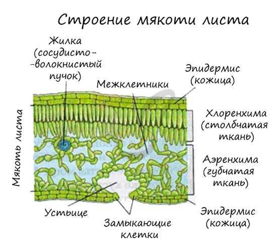 Место расположения устьиц. кутикула, устьица растений. физиологическая роль транспирации