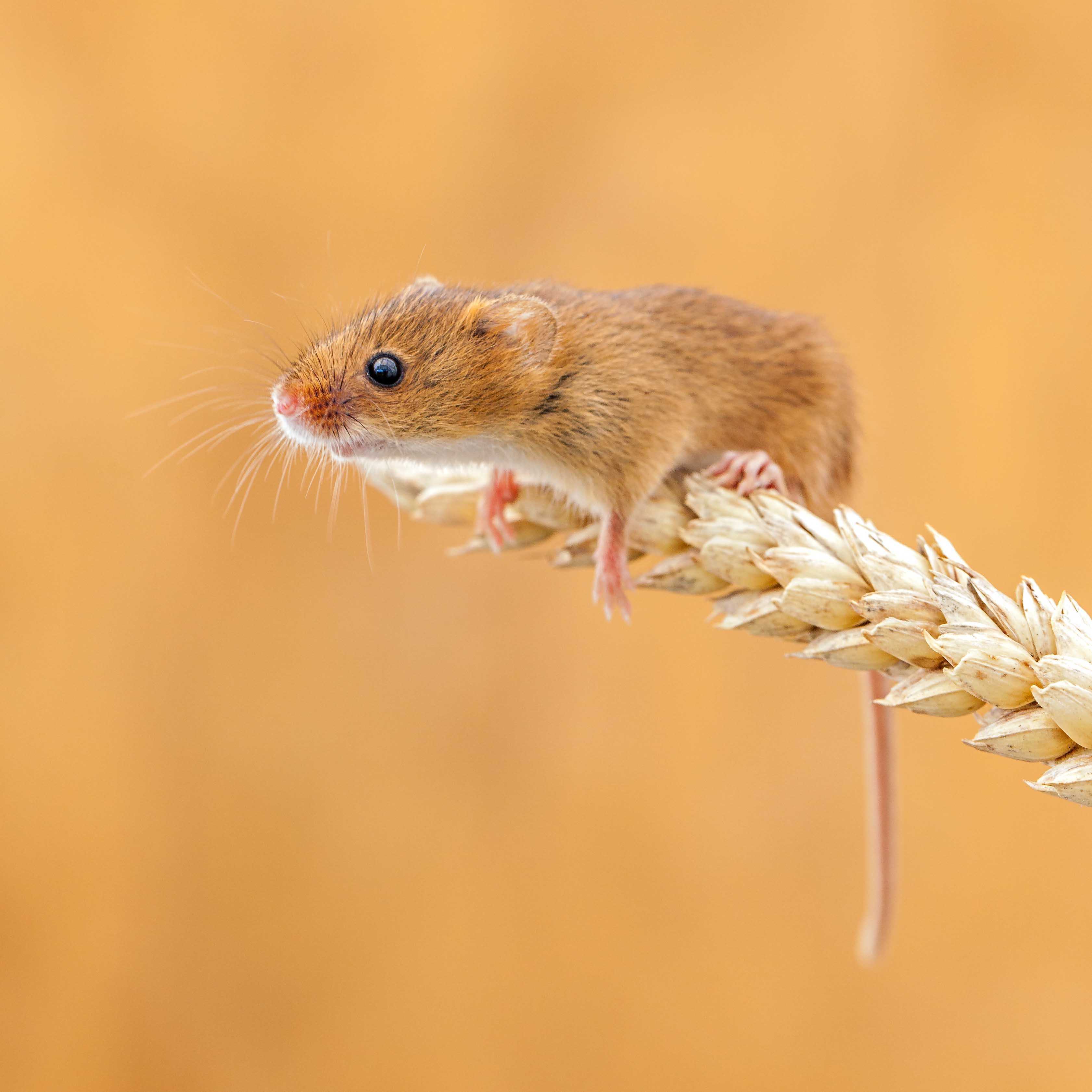 Мышь Малютка полевка