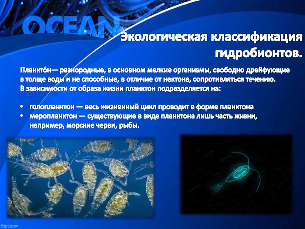 Фитопланктон: характеристика, питание, размножение - наука - 2022