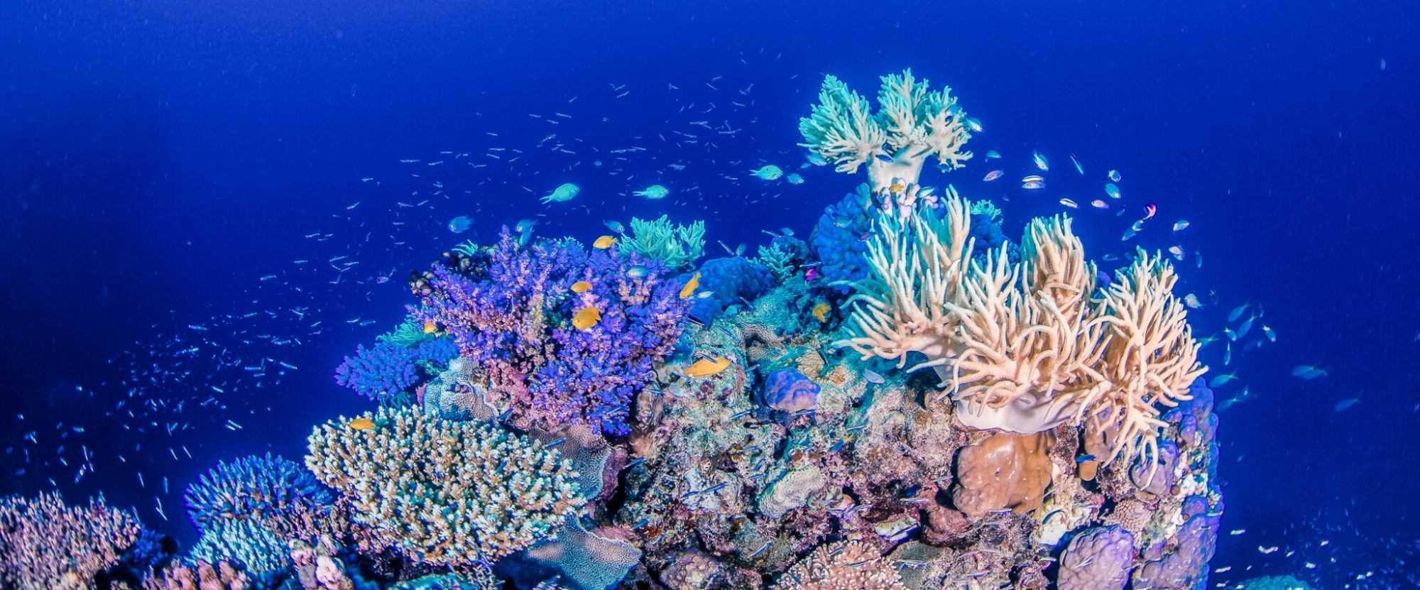 Коралловые рифы: характеристика, формирование, типы, флора, фауна.
