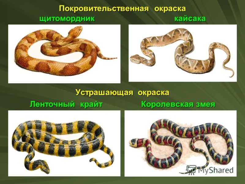 Какое название змеи. Змеи представители. Виды змей названия. Список ядовитых змей. Ядовитые змеи и их названия.