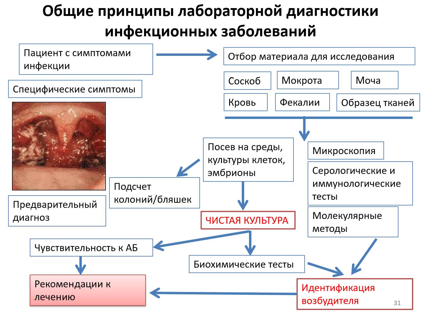 Согласные звуки современного русского языка | о жизни слов