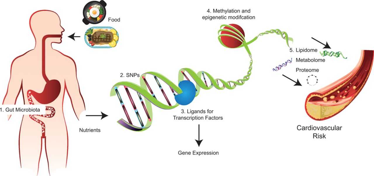 Генетические причины бесплодия - генные мутации, полиморфизм генов. часть 3 | университетская клиника