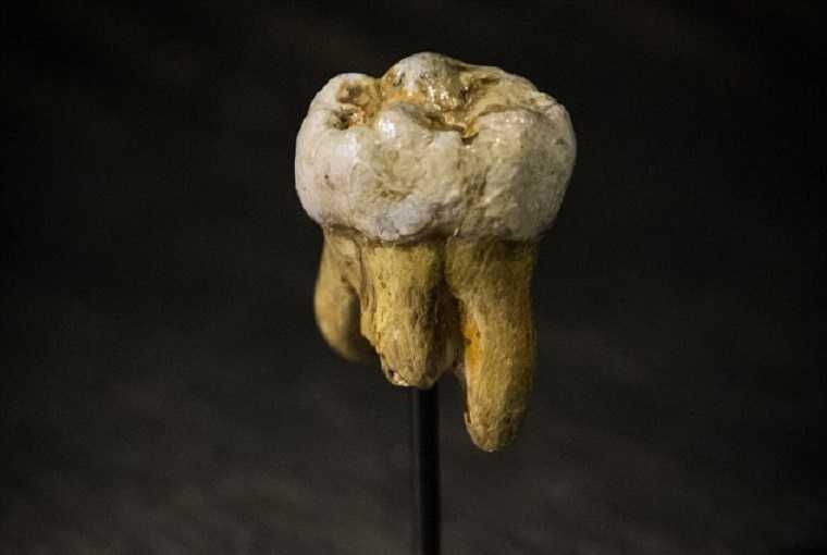 Денисовский человек до сих пор был известен лишь по скудным находкам из Денисовой пещеры на Алтае Новый метод идентификации ископаемых костей по остаткам древних белков позволил установить, что нижняя челюсть, найденная в 1980 году в Тибете на высоте 3280