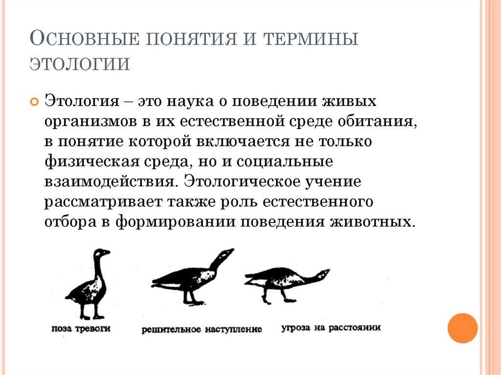 Поведение животных 6 класс. Этология это наука изучающая в биологии. Этология. Наука изучающая поведение животных. Этология птиц.