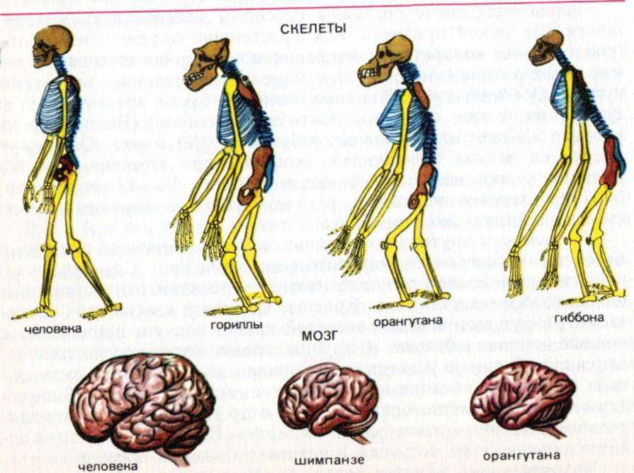 Различие между человеком и обезьяной. Сходства скелета человека и обезьяны. Эволюция скелета человека. Скелет шимпанзе и человека. Прямохождение человека.