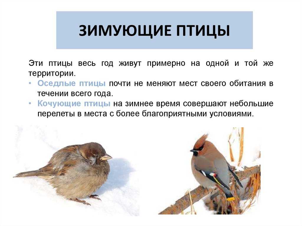 Оседлые особенности. Оседлые зимующие птицы. Перелетные зимующие и Кочующие птицы. Оседлые зимующие и перелетные птицы. Зимующие птицы оседлые и Кочующие.