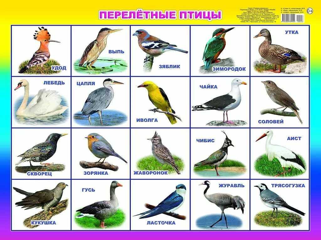 Самые известные певчие птицы мира (топ-10 птиц и их фото)