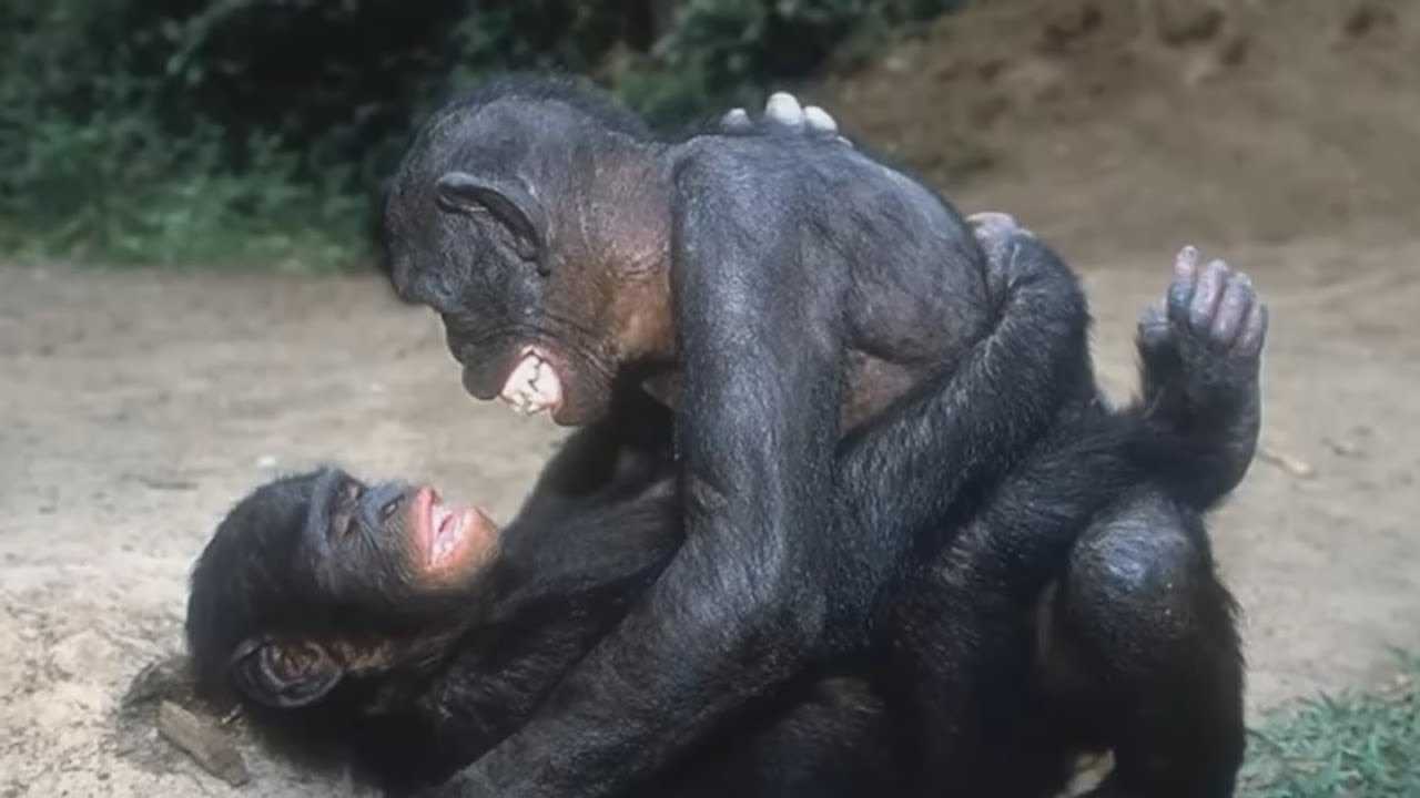 Жесткое спаривание. Бонобо спаривание. Бонобо обезьяна. Шимпанзе бонобо спариваются. Бонобо яйца.