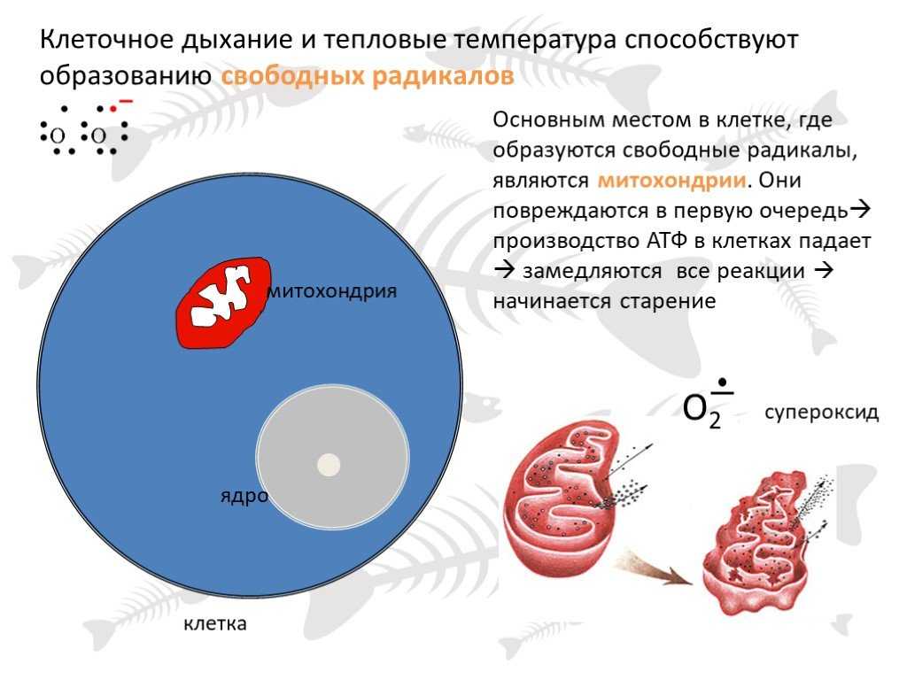 Вещество, стимулирующее экспрессию гена коактиватора pgc-1α российский патент 2015 года по мпк a61k31/205 