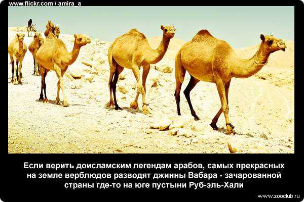 Интересные факты о верблюдах - вот это да!