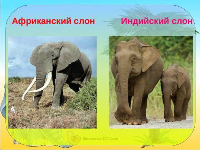Слоны - информация о видах, ареале, поведении, питании и размножении