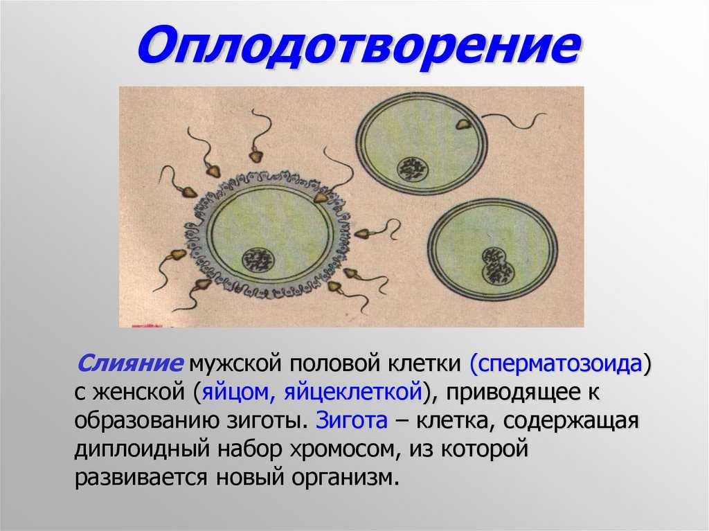Шабанов (2009) почему раздельнополые организмы вытесняют перекрестнооплодотворяющихся гермафродитов | лекторий-библиотека batrachos.com