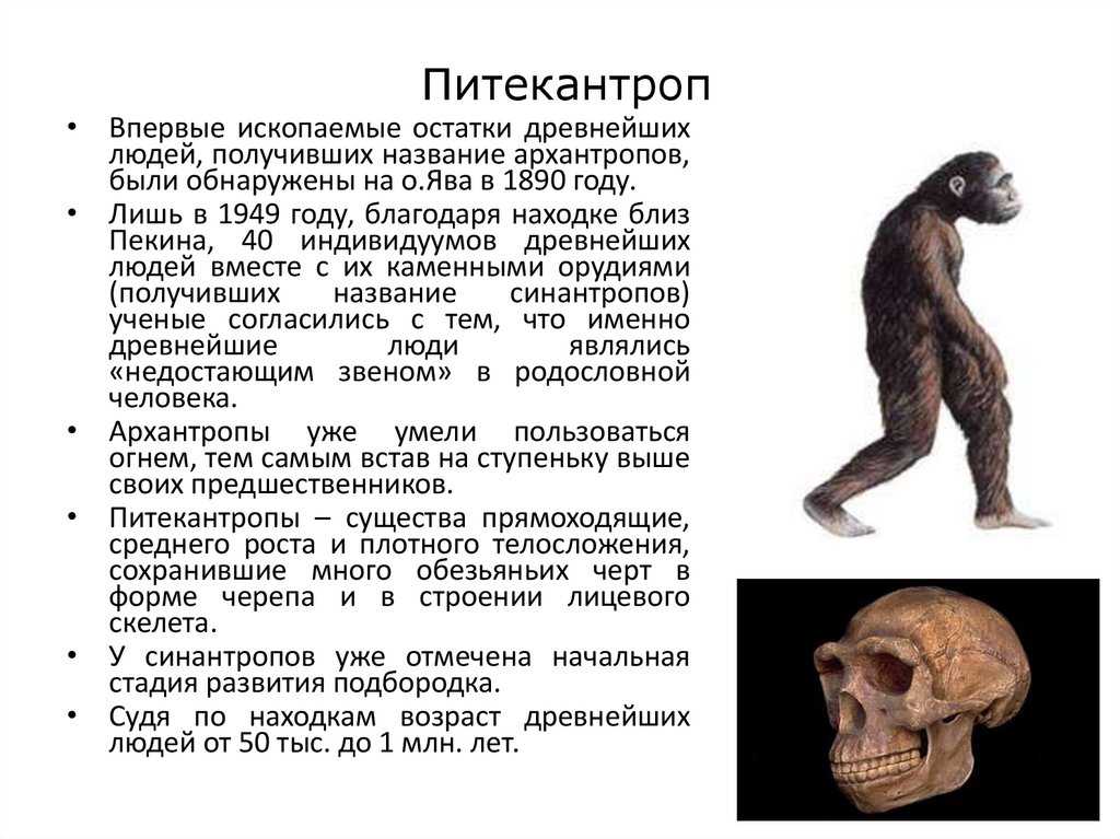 Дриопитеки общие предки. Строение черепа дриопитека. Названия предков человека.