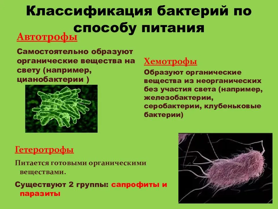 Цианобактерии: просто и понятно о строении, питании, размножении