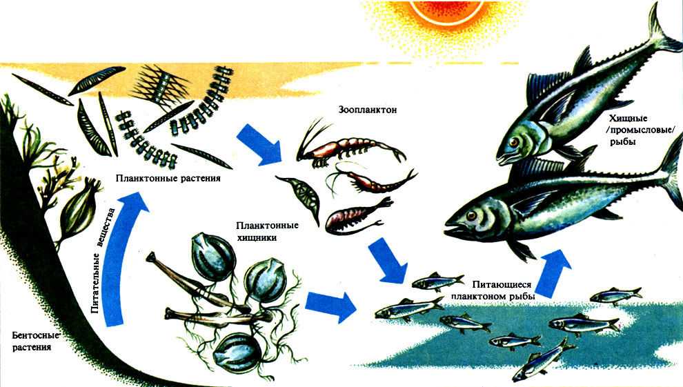 Интересное о планктоне