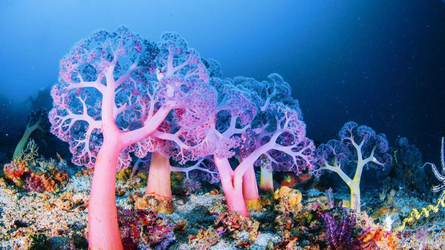 В серии экспериментов, проведенных на кораллах Большого Барьерного pифа, был выявлен механизм, запускающий гибель кораллов Их отмирание начинается при увеличении содержания в воде и в осадке органики, служащей прекрасной базой для бурного роста микробов В