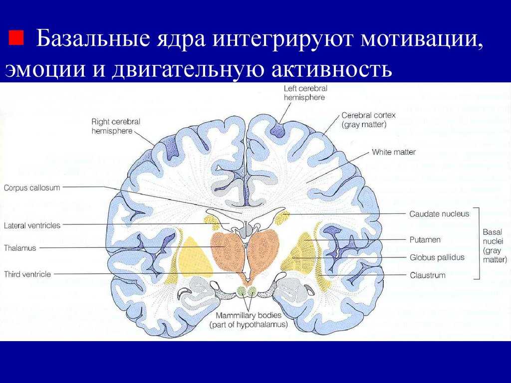 Ядра мозга образованы. Горизонтальный срез мозга базальные ядра. Конечный мозг базальные ядра структуры. Базальные ядра головного мозга анатомия. Строения подкорковых ядер головного мозга.